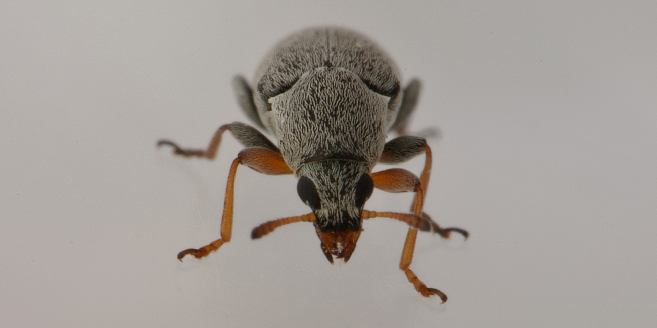 Bruchela rufipes?  Sì,  Bruchela rufipes rufipes